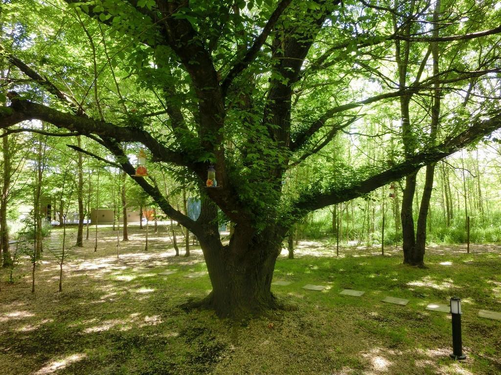 Complejo Aires Del Bosque Lägenhet Chascomús Exteriör bild